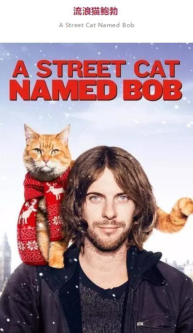 等了两年终于来了！11月档最高口碑电影就是这部《流浪猫鲍勃》！