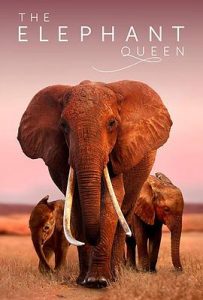 [大象女王｜The Elephant Queen][2018][2.18G]
