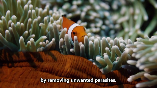 [老爵爷的大堡礁之旅 Great Barrier Reef with David Attenborough][2015]