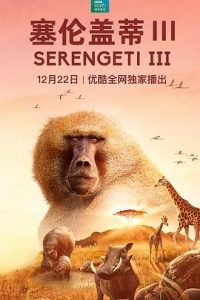 [塞伦盖蒂 第三季 Serengeti Season 3][2022]