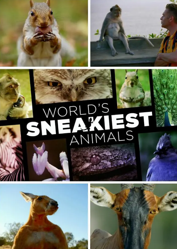 [世界上最狡猾的动物 World's Sneakiest Animals][2015]
